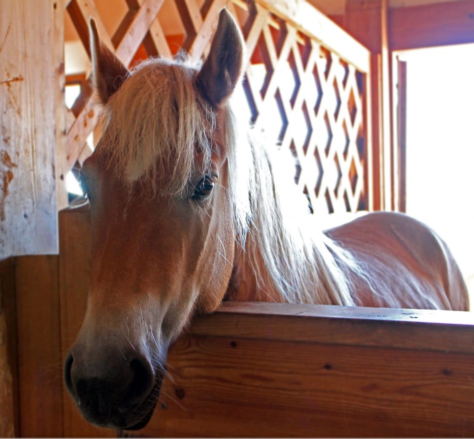 closeup of horse on ranch beside wooden wall preview