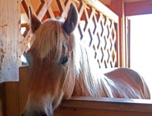 closeup of horse on ranch beside wooden wall thumbnail