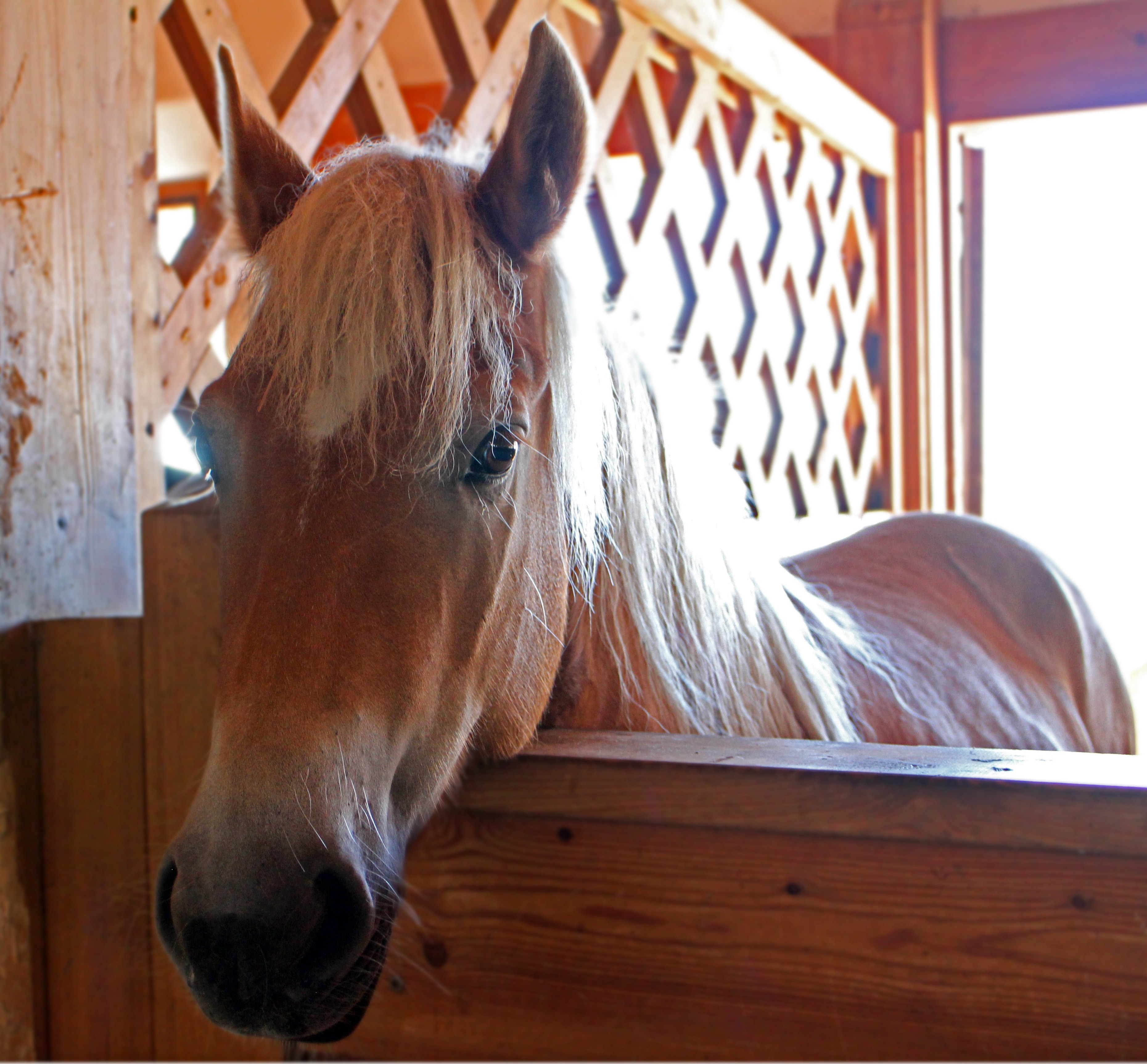 closeup of horse on ranch beside wooden wall