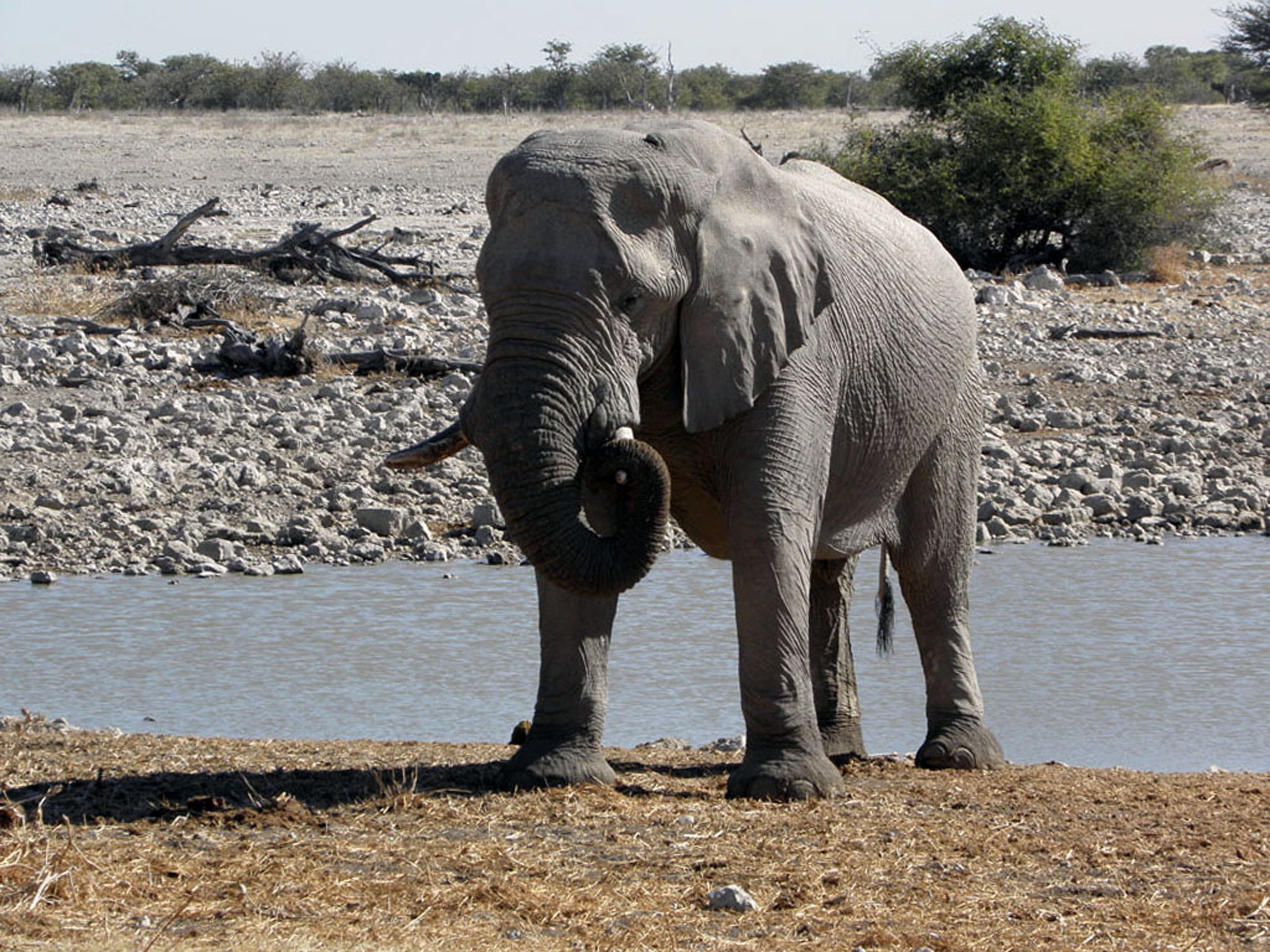 Самый тяжелый слон. Прямобивневый Лесной слон. Самый большой слон. Самый большой слон в мире. Самый большой Африканский слон.