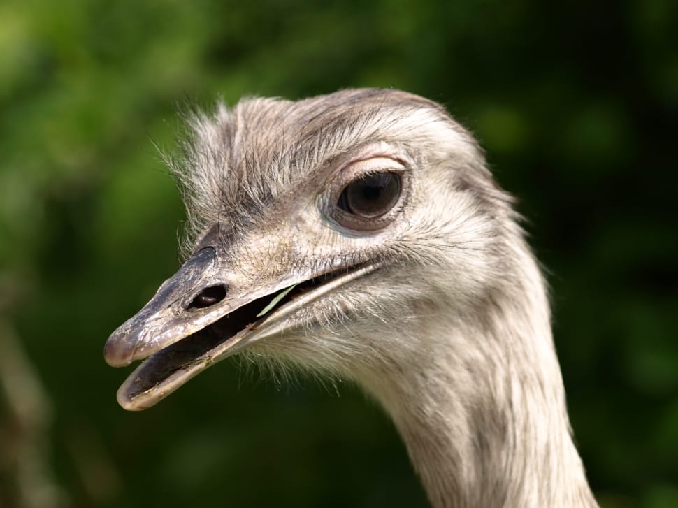 white ostrich preview