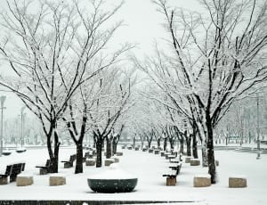 snow covered trees thumbnail