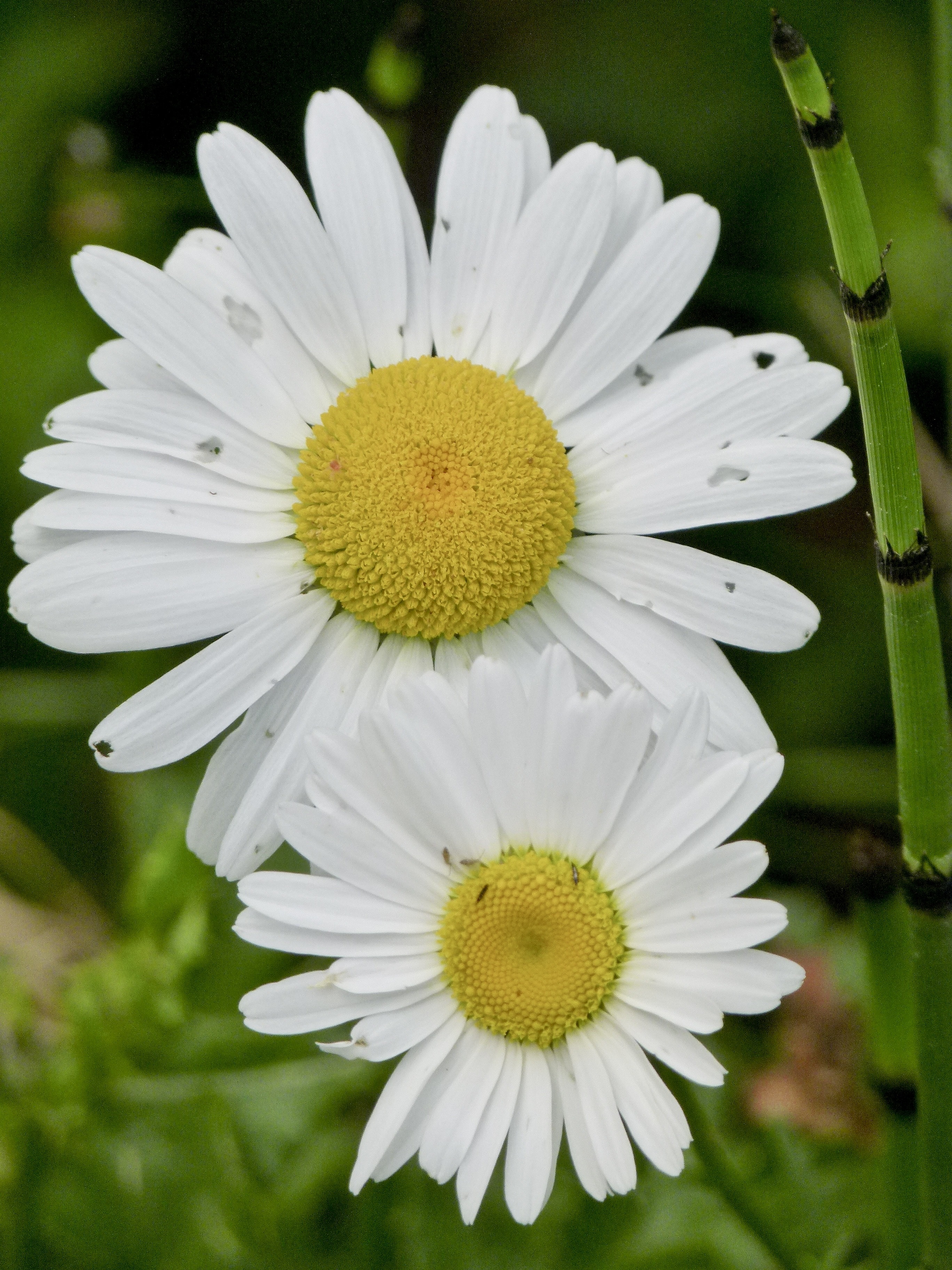 white-and-yellow daisy