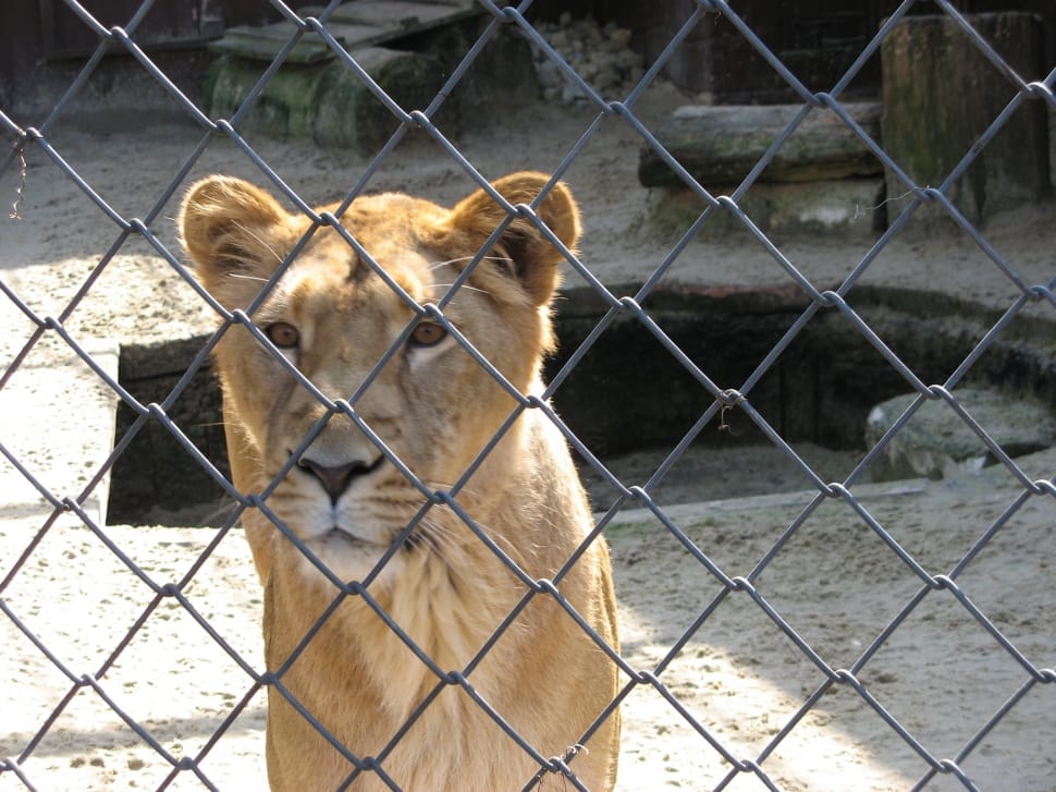 brown lioness preview