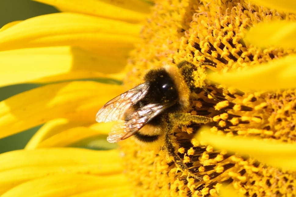 bumble bee on sunflower preview