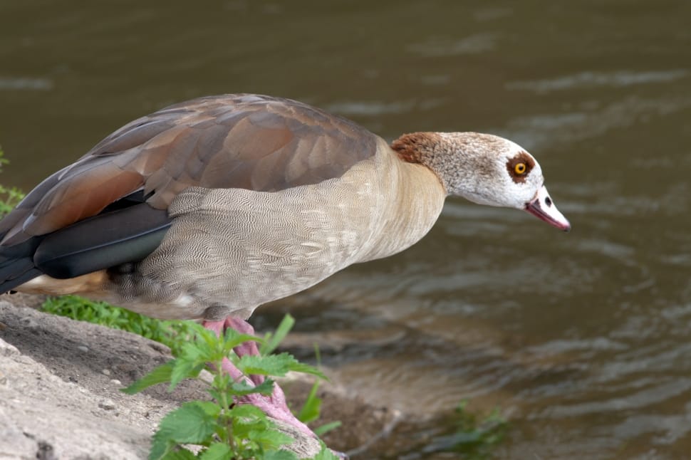 brown masked duck near body of water preview