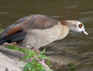 brown masked duck near body of water thumbnail