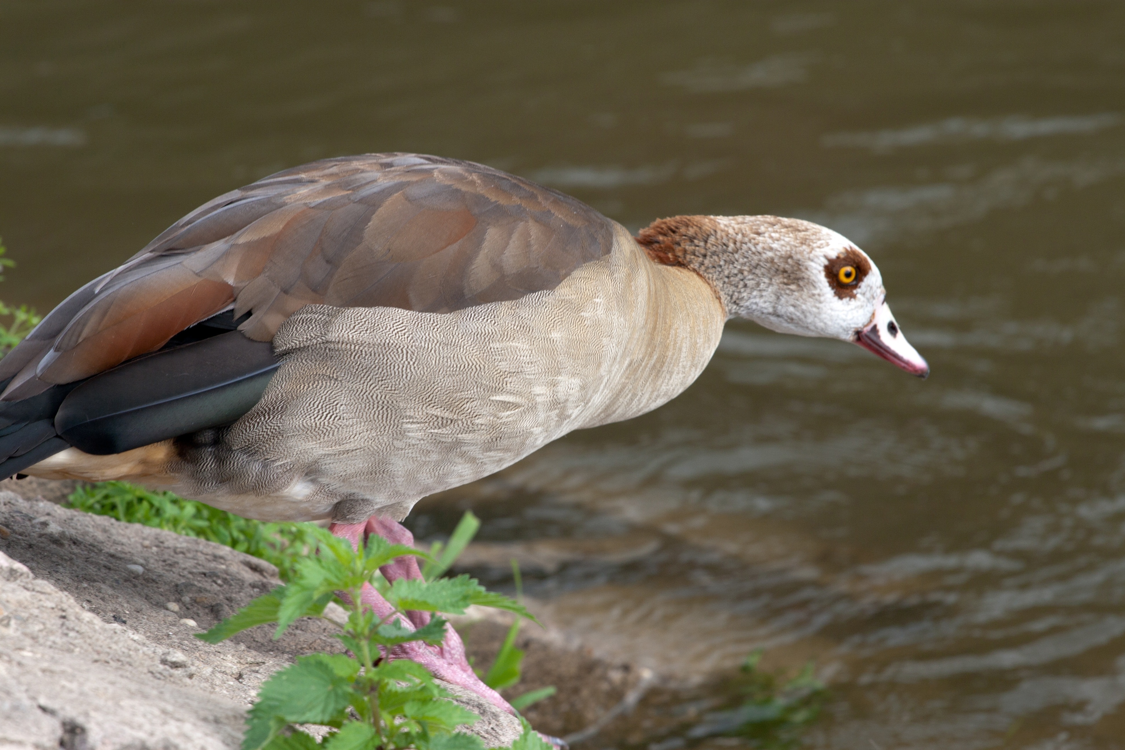 brown masked duck near body of water