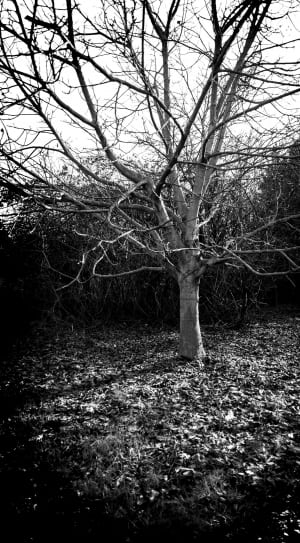 withered tree thumbnail