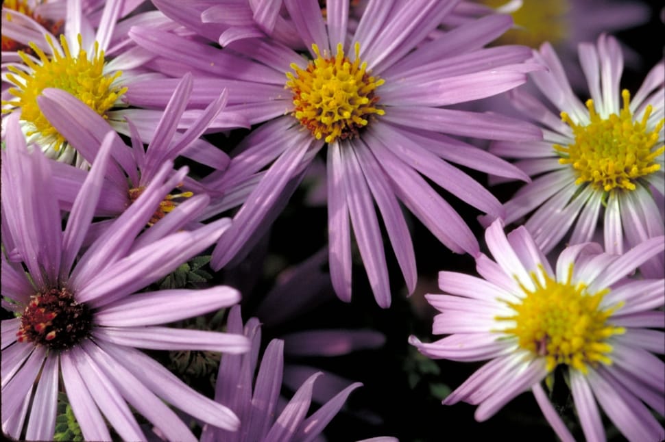 purple petaled flowers preview