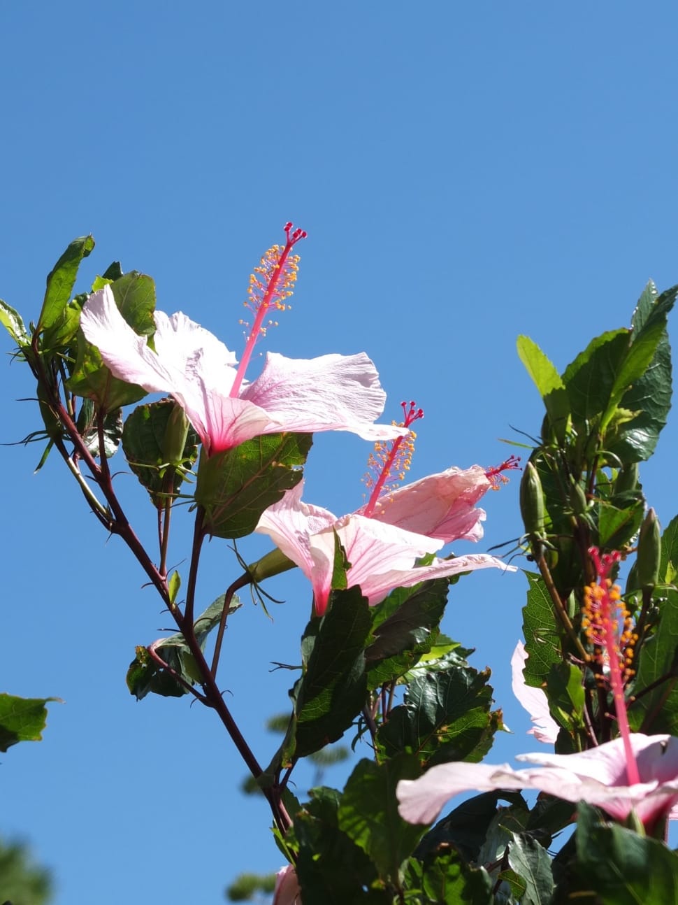 close photo of pink Hibiscus during daytime preview