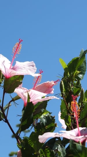 close photo of pink Hibiscus during daytime thumbnail