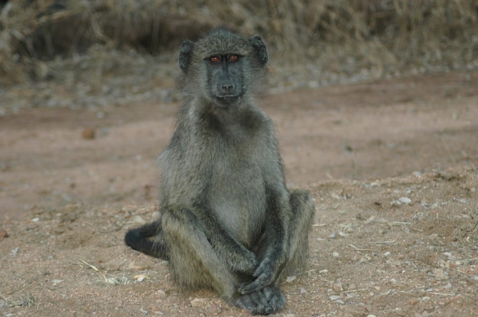 gray monkey preview