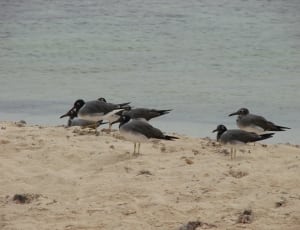 flock of black and white seagull thumbnail