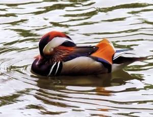 orange black and red duck thumbnail
