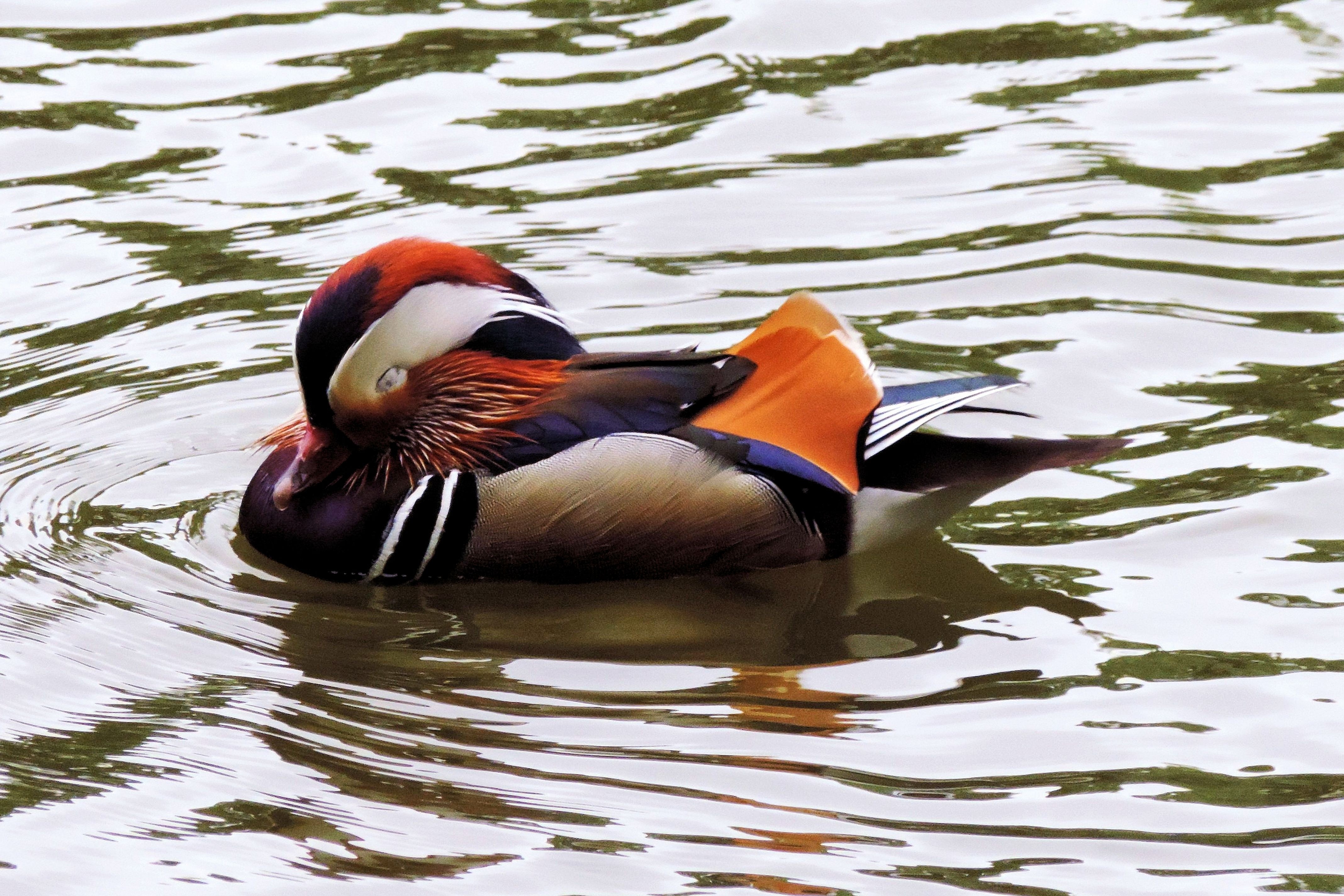 orange black and red duck