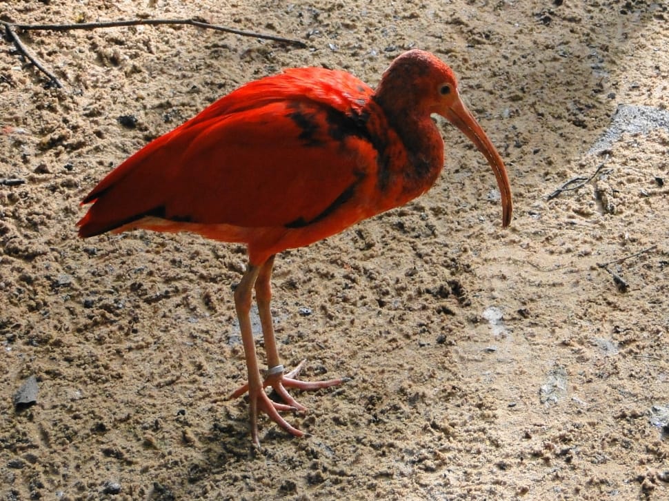 red and black flamingo preview
