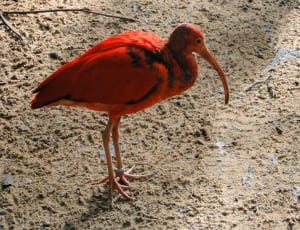 red and black flamingo thumbnail