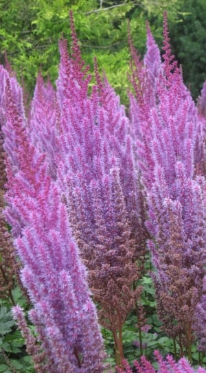 purple and pink plants thumbnail