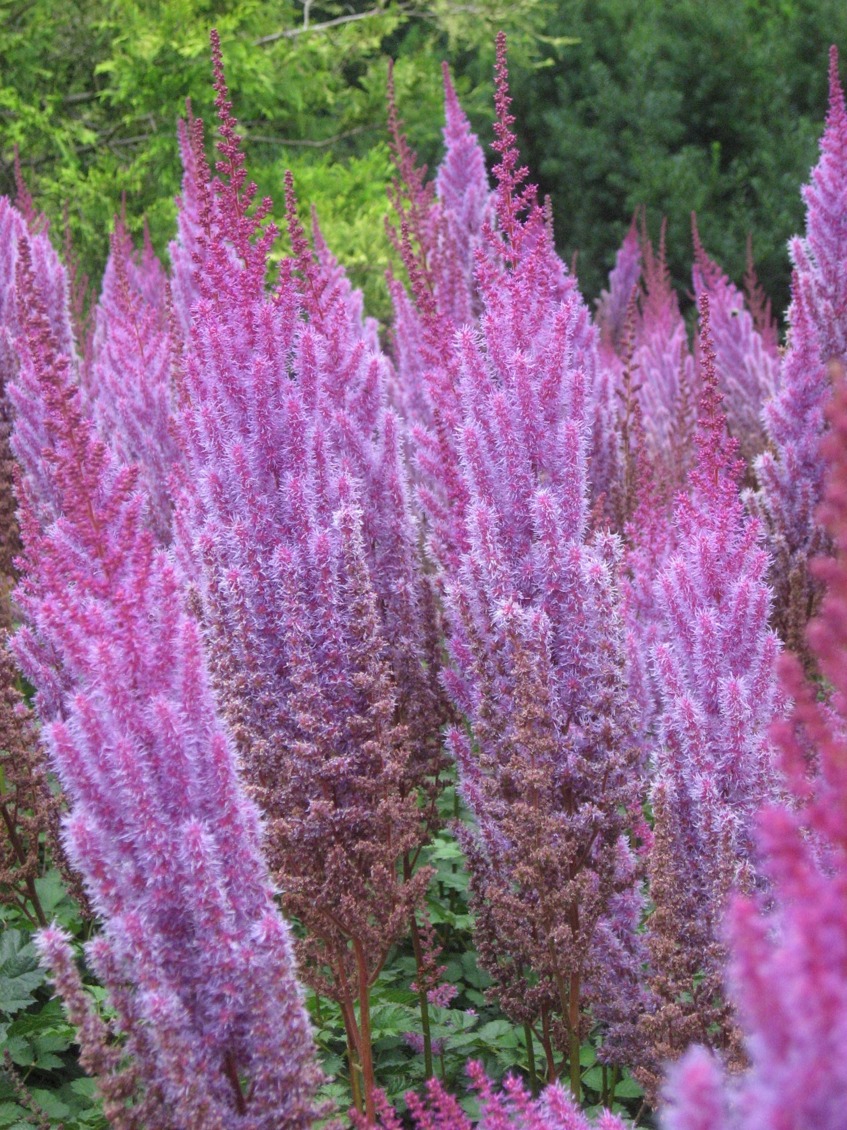 purple and pink plants