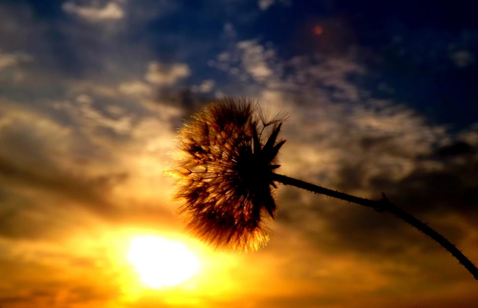 silhouette of dandelion flower preview