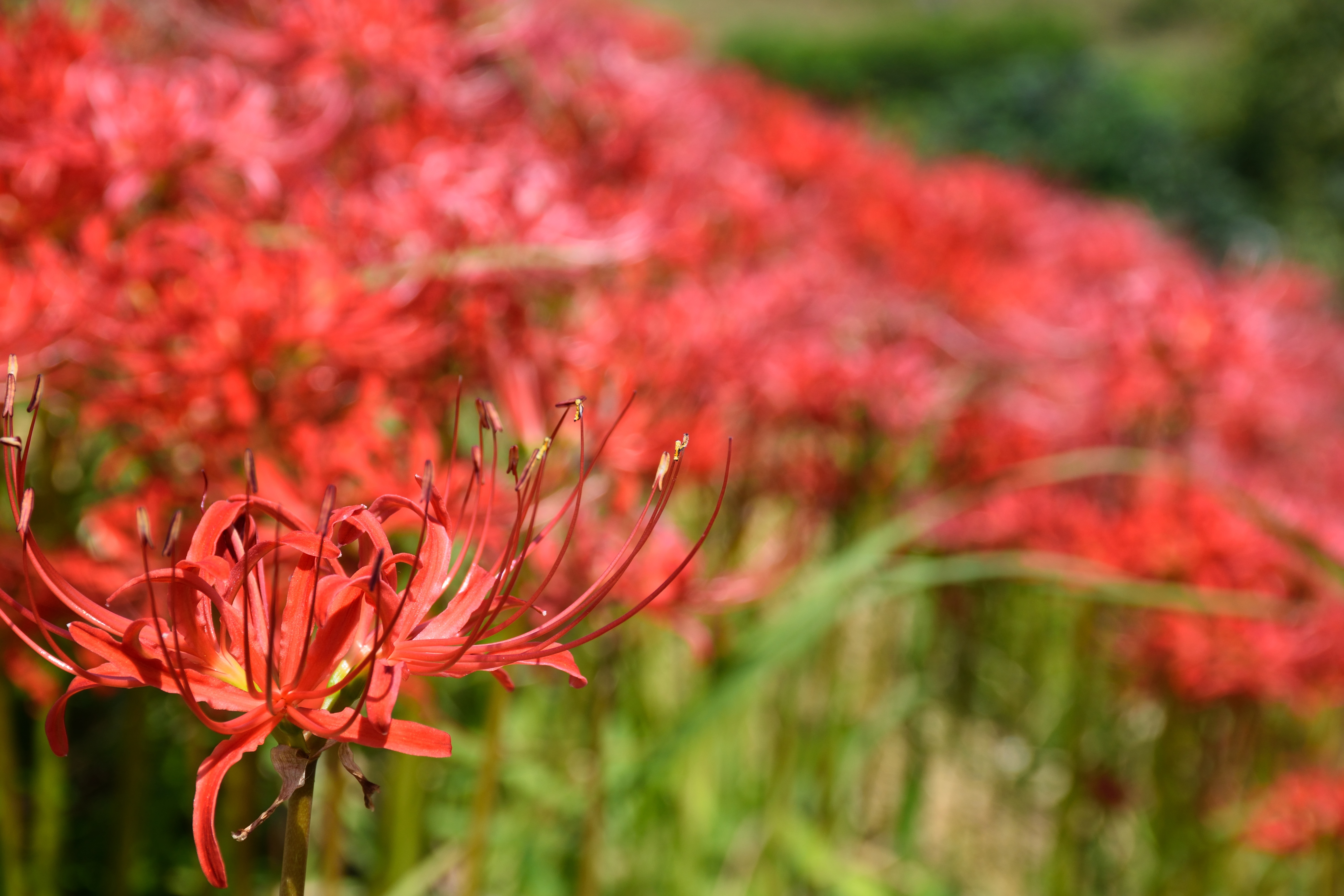 red multi petaled flower