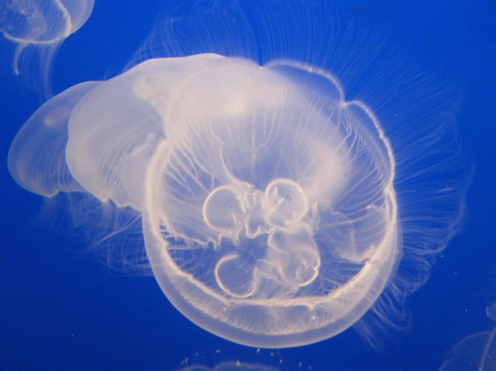 box jellyfish preview