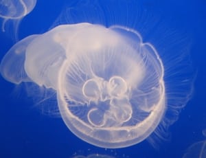 box jellyfish thumbnail