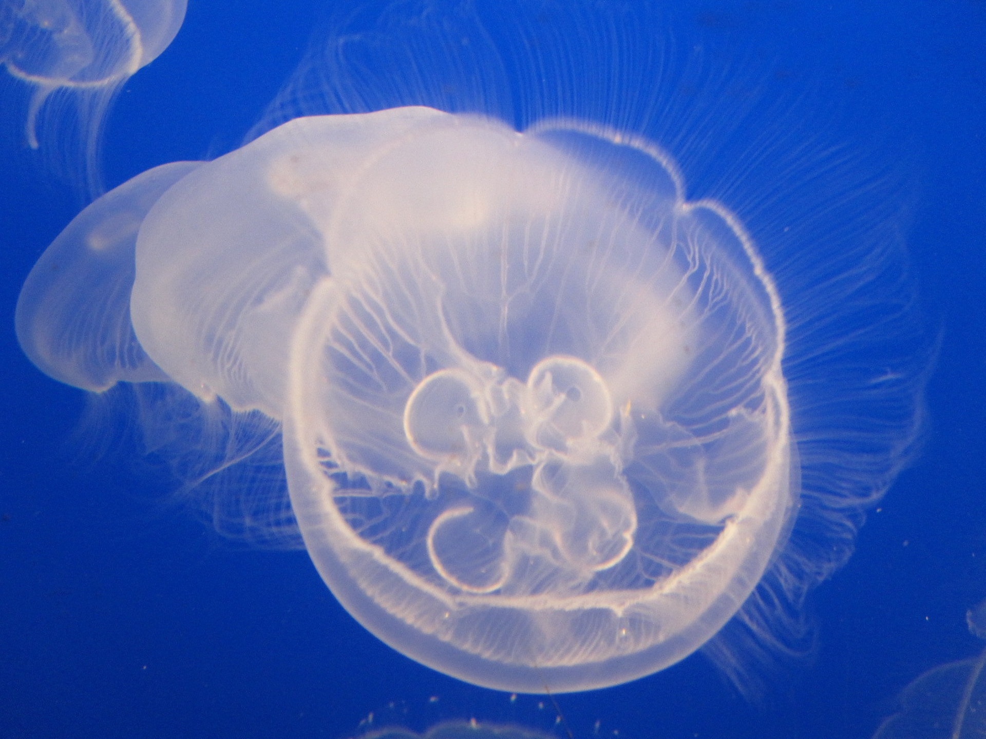 box jellyfish free image | Peakpx