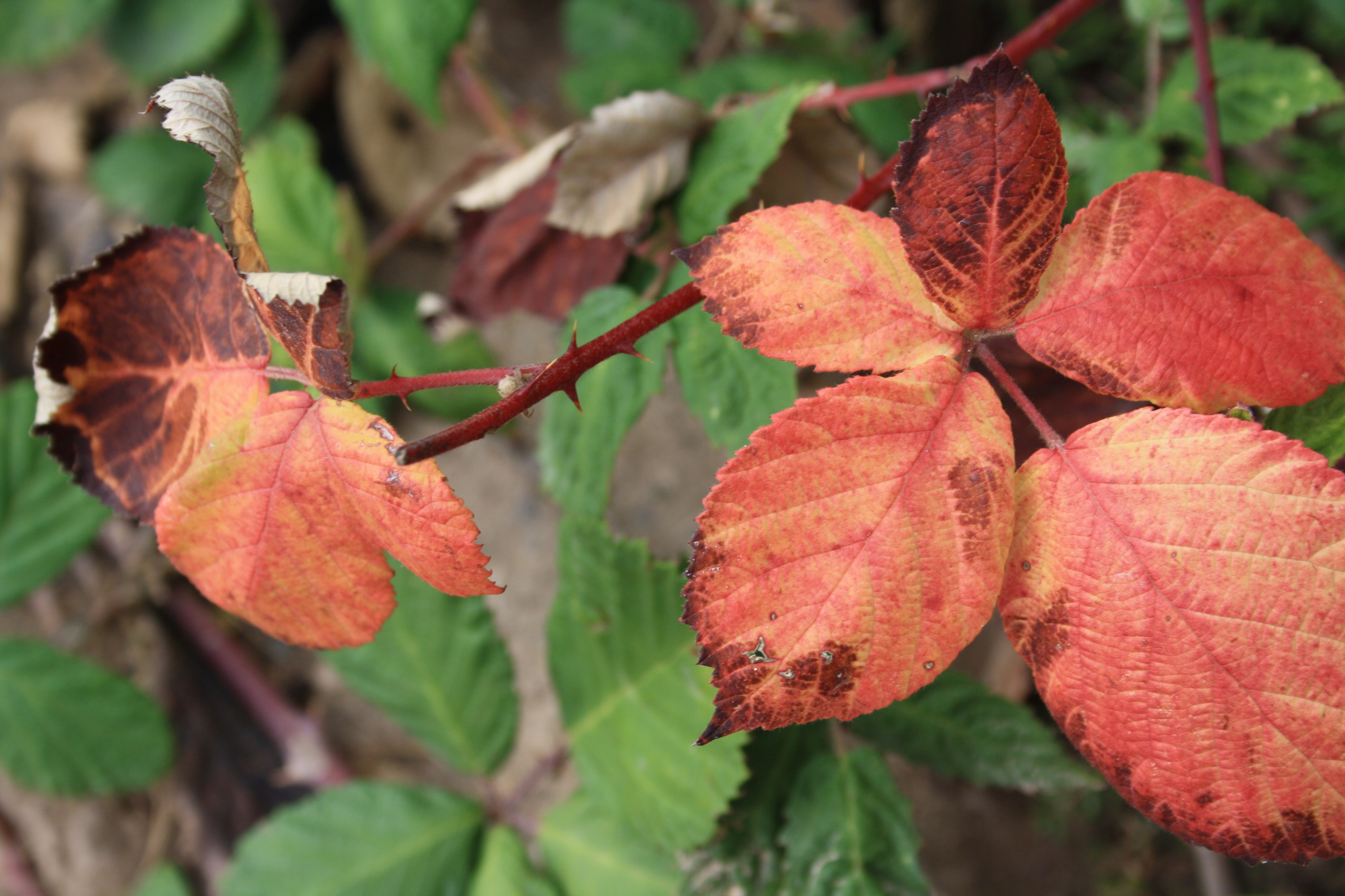 red and orange leaf