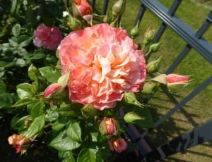 pink rose flower thumbnail