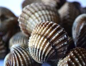 brown clams thumbnail