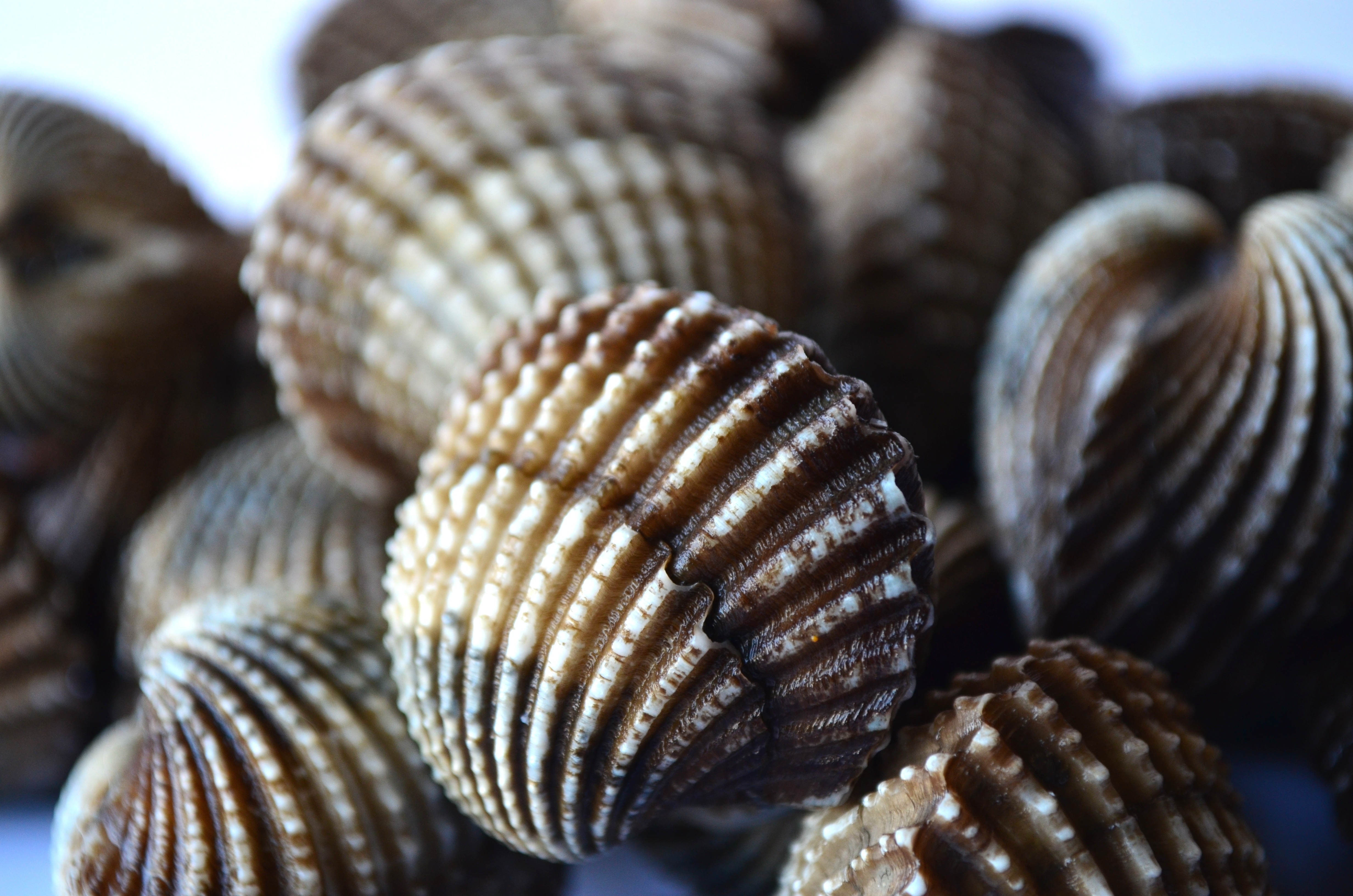 brown clams