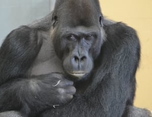 gorilla thumbnail