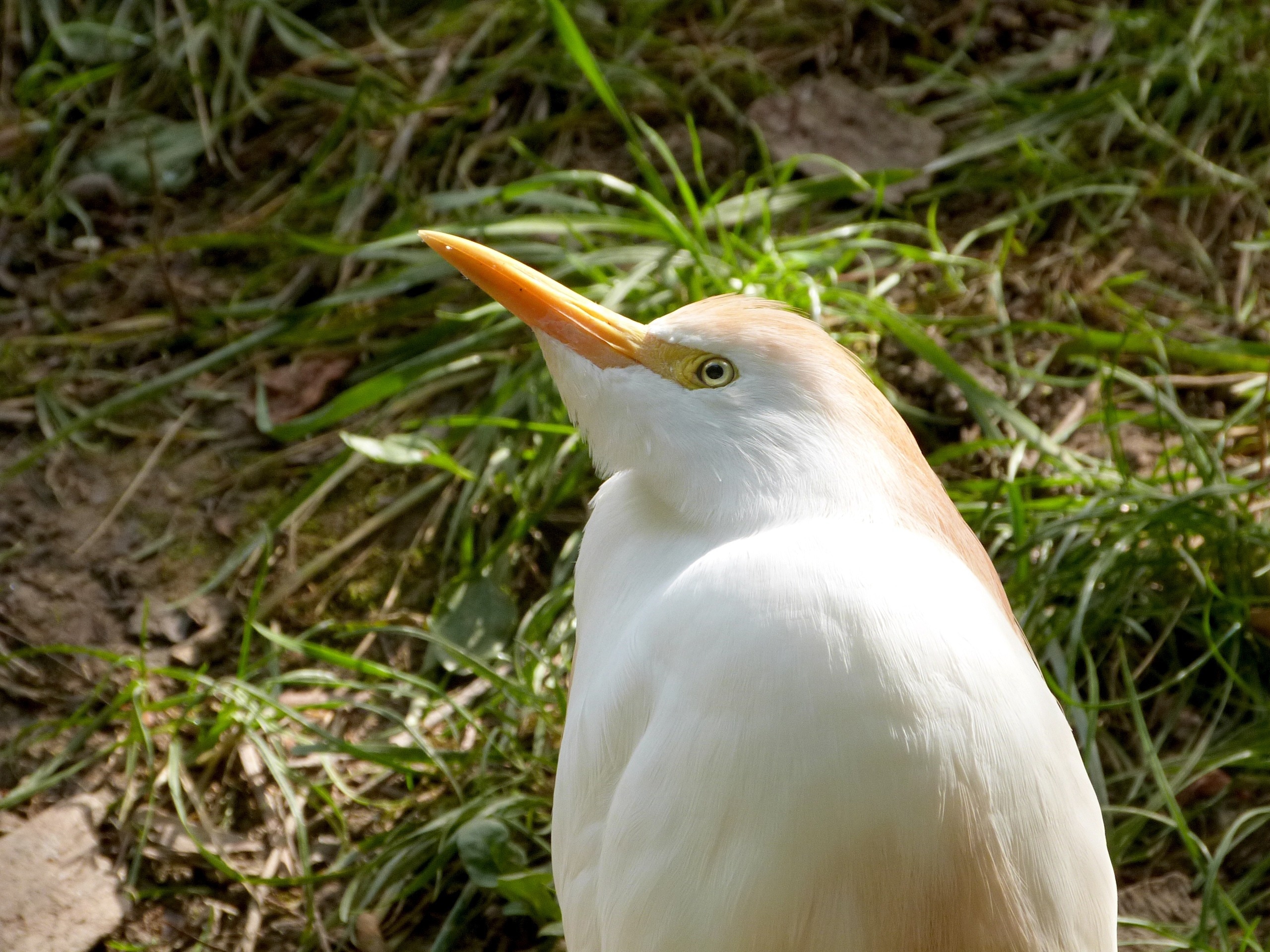 white and brown bird
