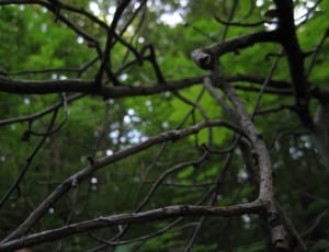 brown wooden branches in the forest during daytime thumbnail