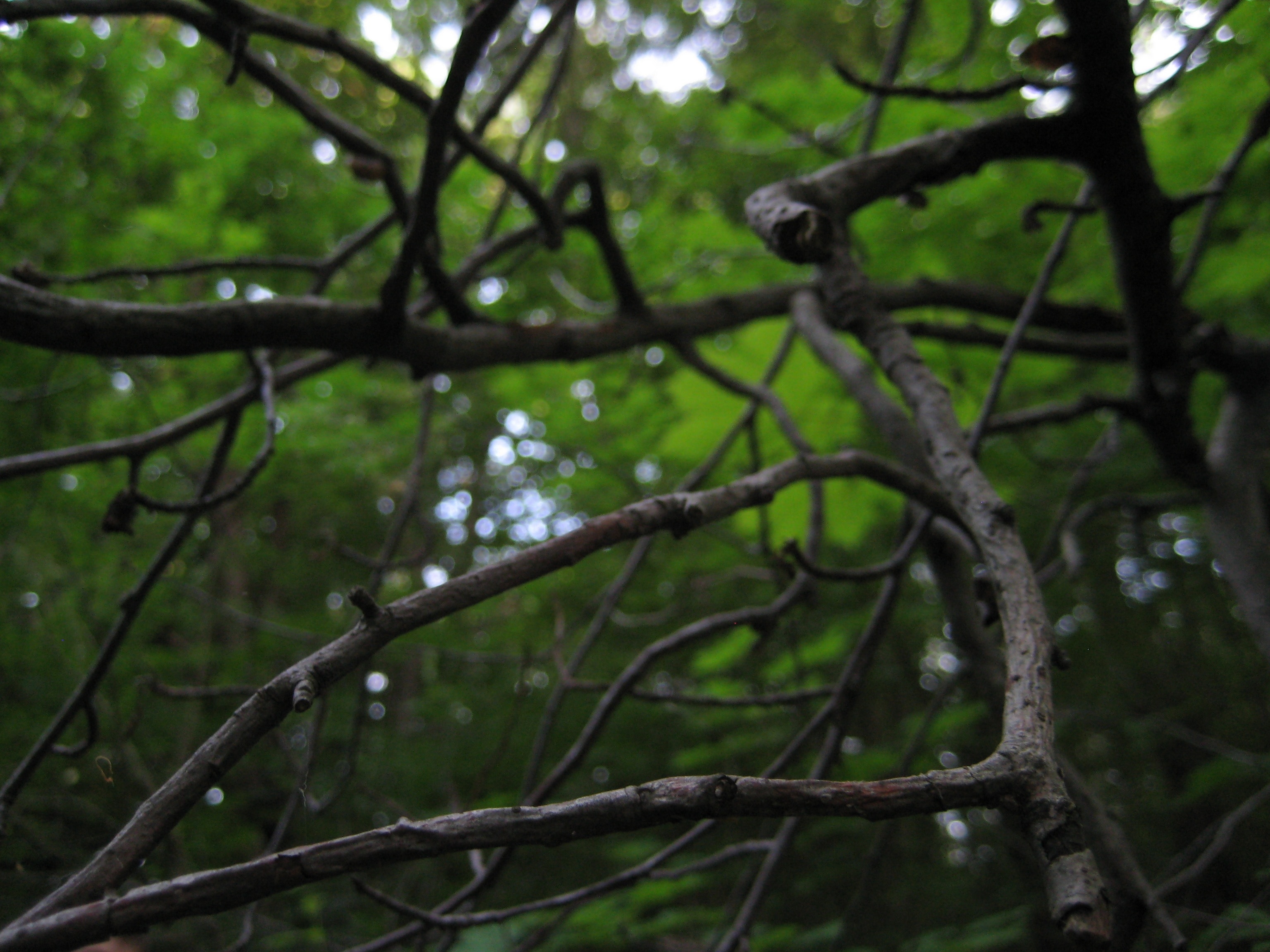 brown wooden branches in the forest during daytime