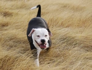 black white american pit bull terrier thumbnail