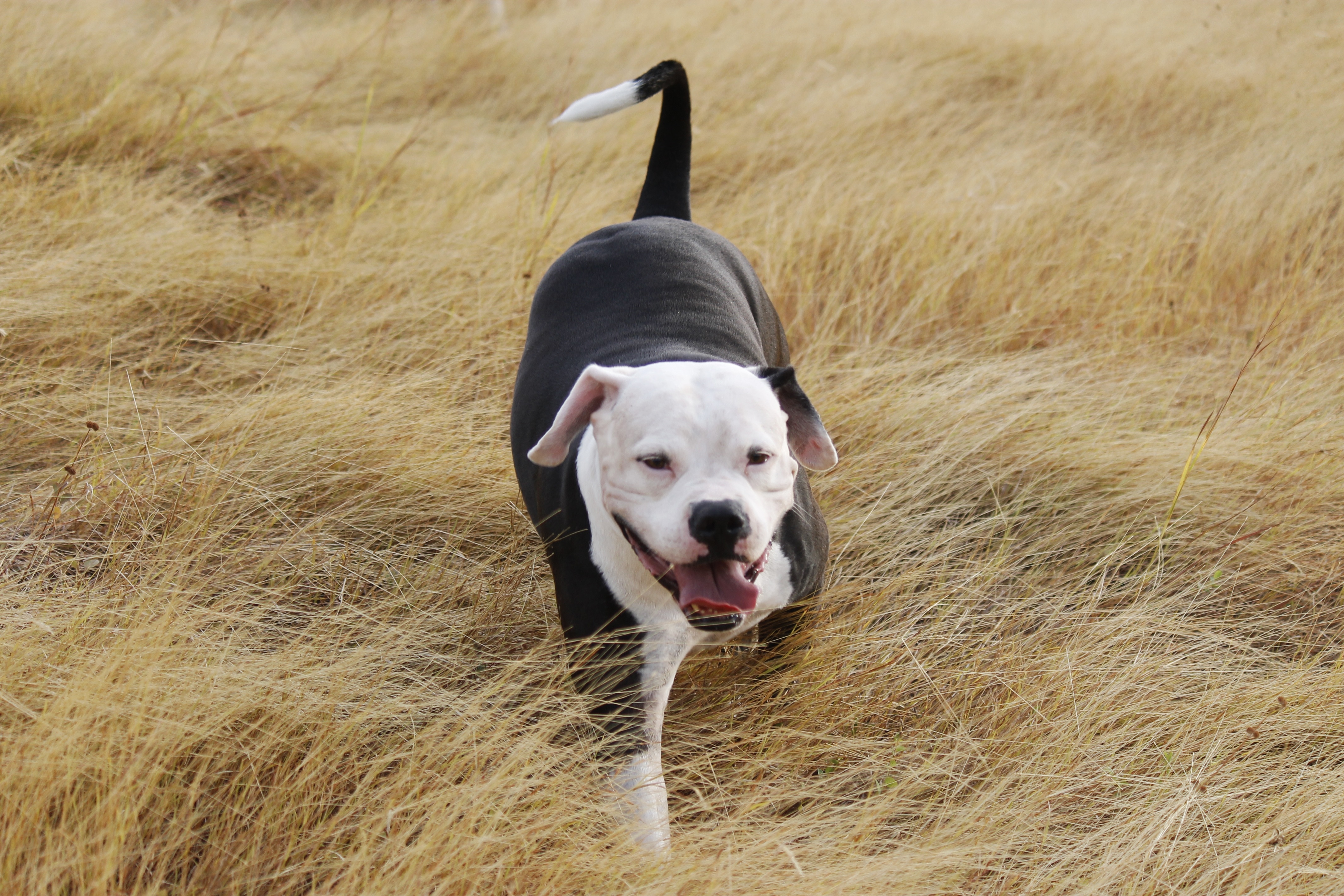 black white american pit bull terrier