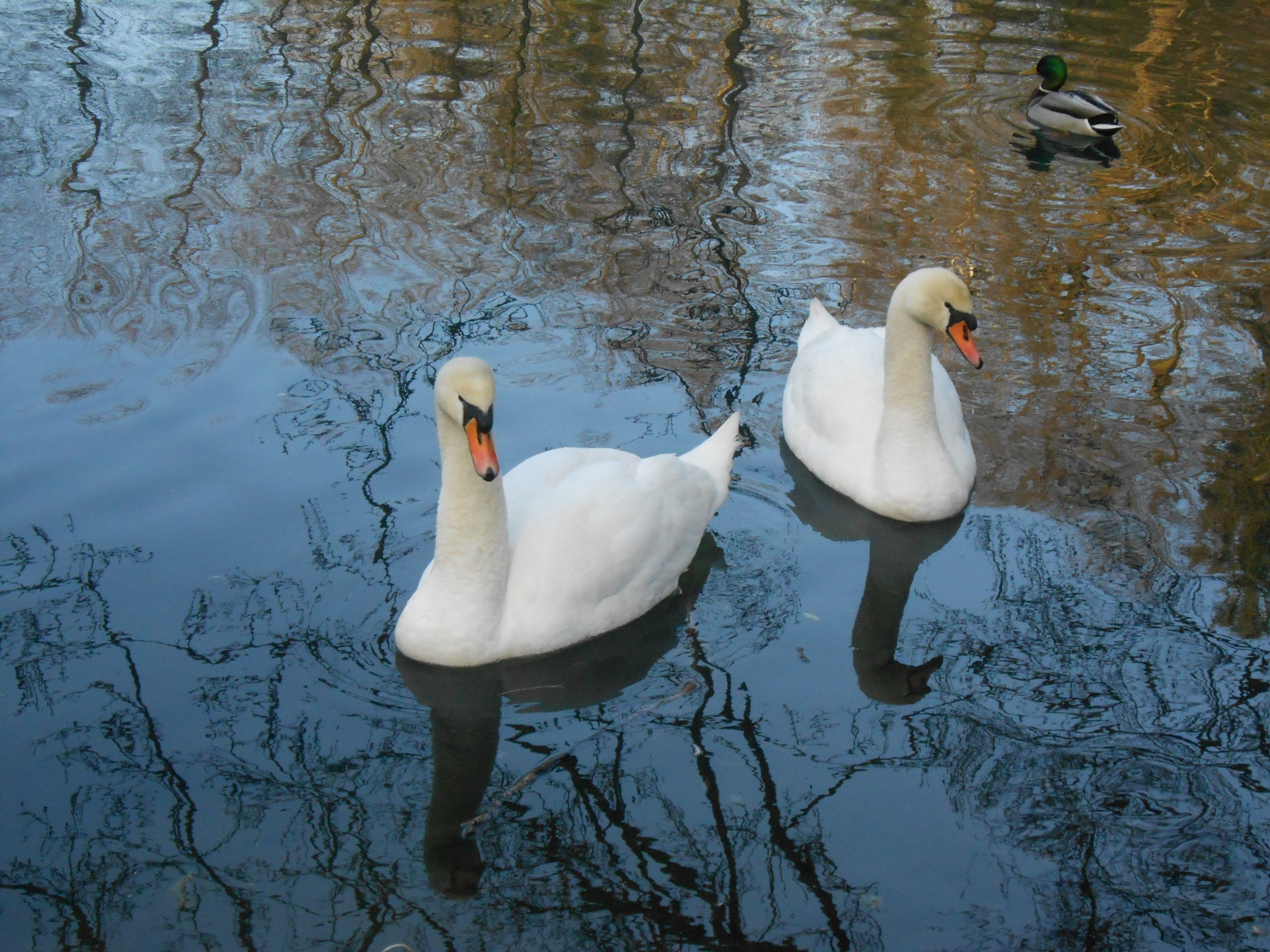 two ducks
