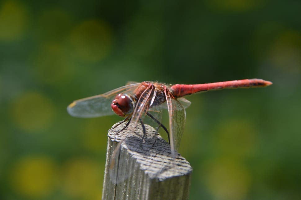 red dragonfly preview