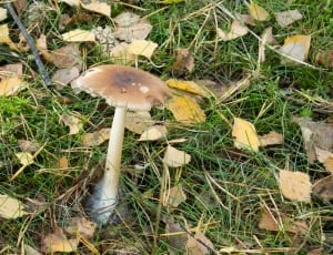 brown and white mushroom thumbnail