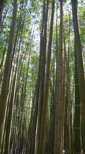 green bamboo trees lot thumbnail