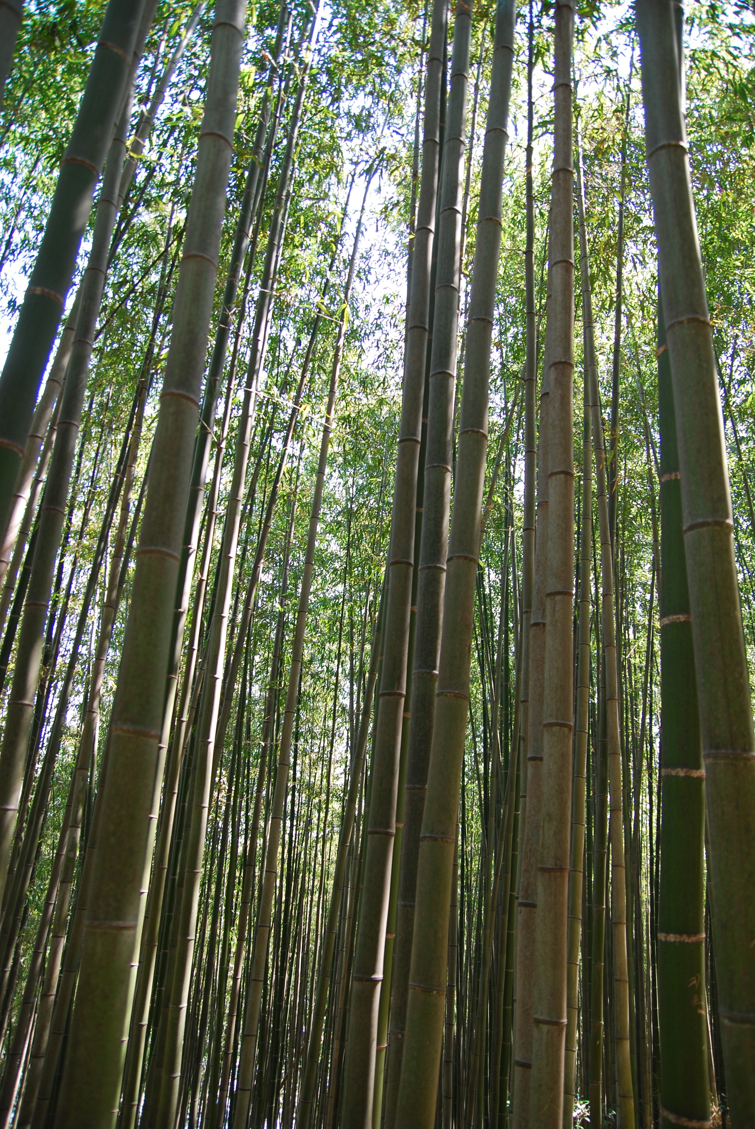 green bamboo trees lot