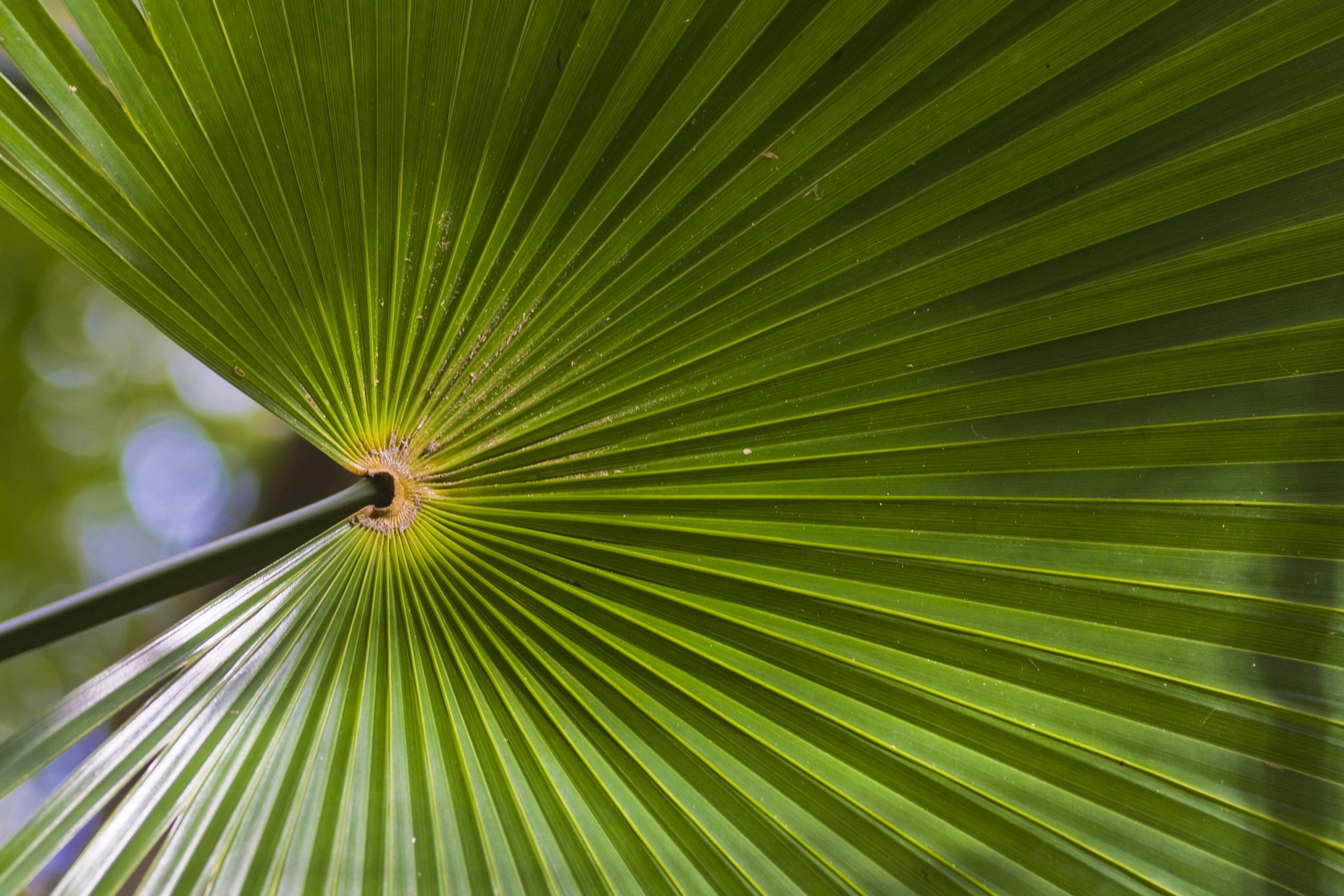 1280x1024 Wallpaper Green Fan Palm Leaf Peakpx