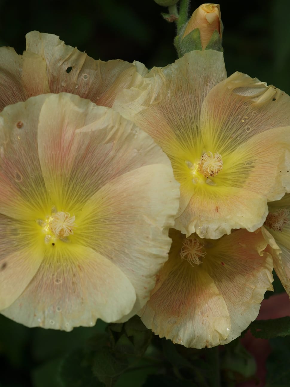 yellow sheer flower preview