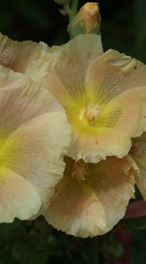 yellow sheer flower thumbnail