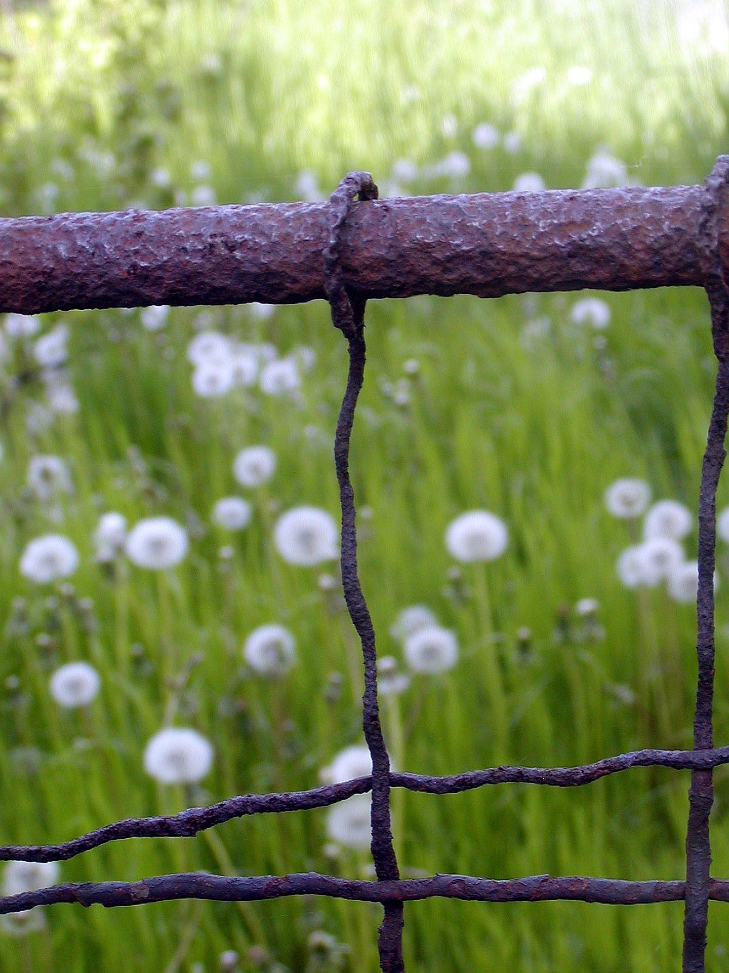 brown metal fence