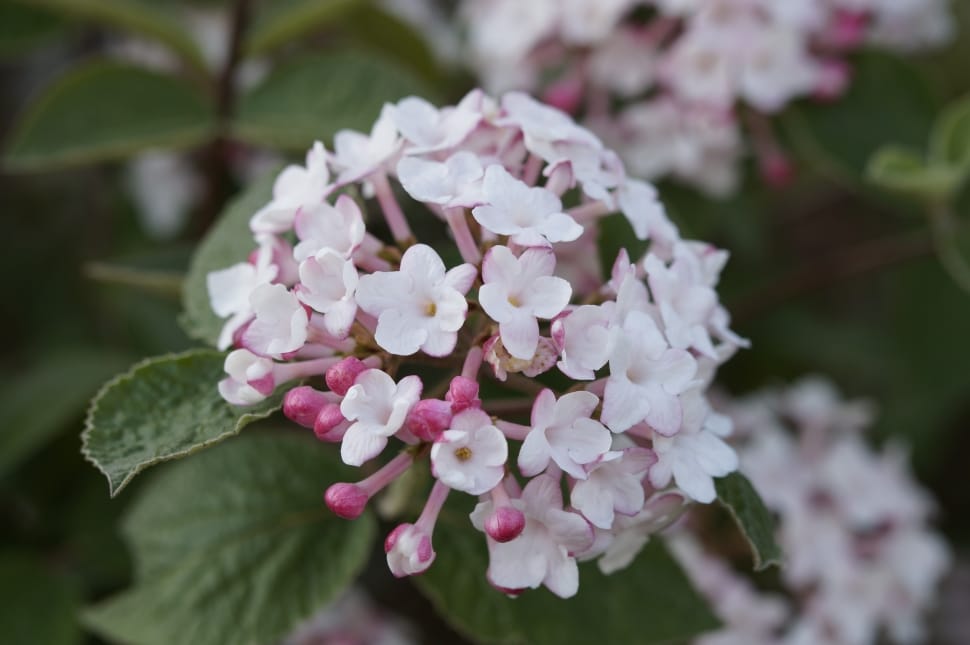 white and pink verbena preview