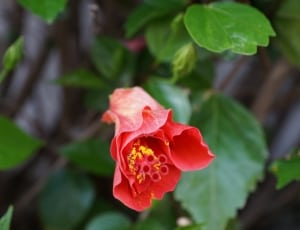 hibiscus flower thumbnail